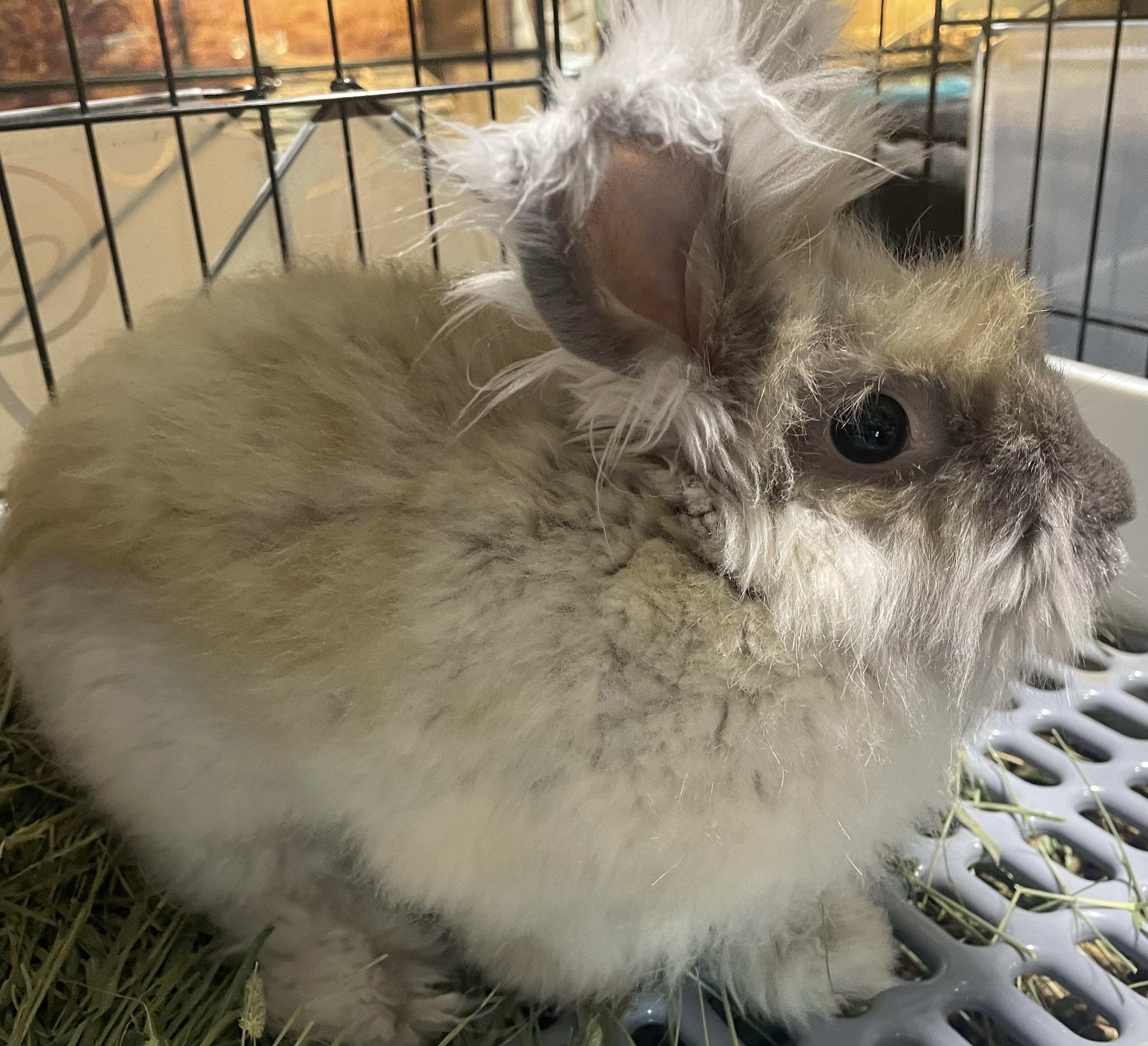 Enlarge Labubu, a ADOPTABLE Angora Rabbit in Howell, NJ image 3/3