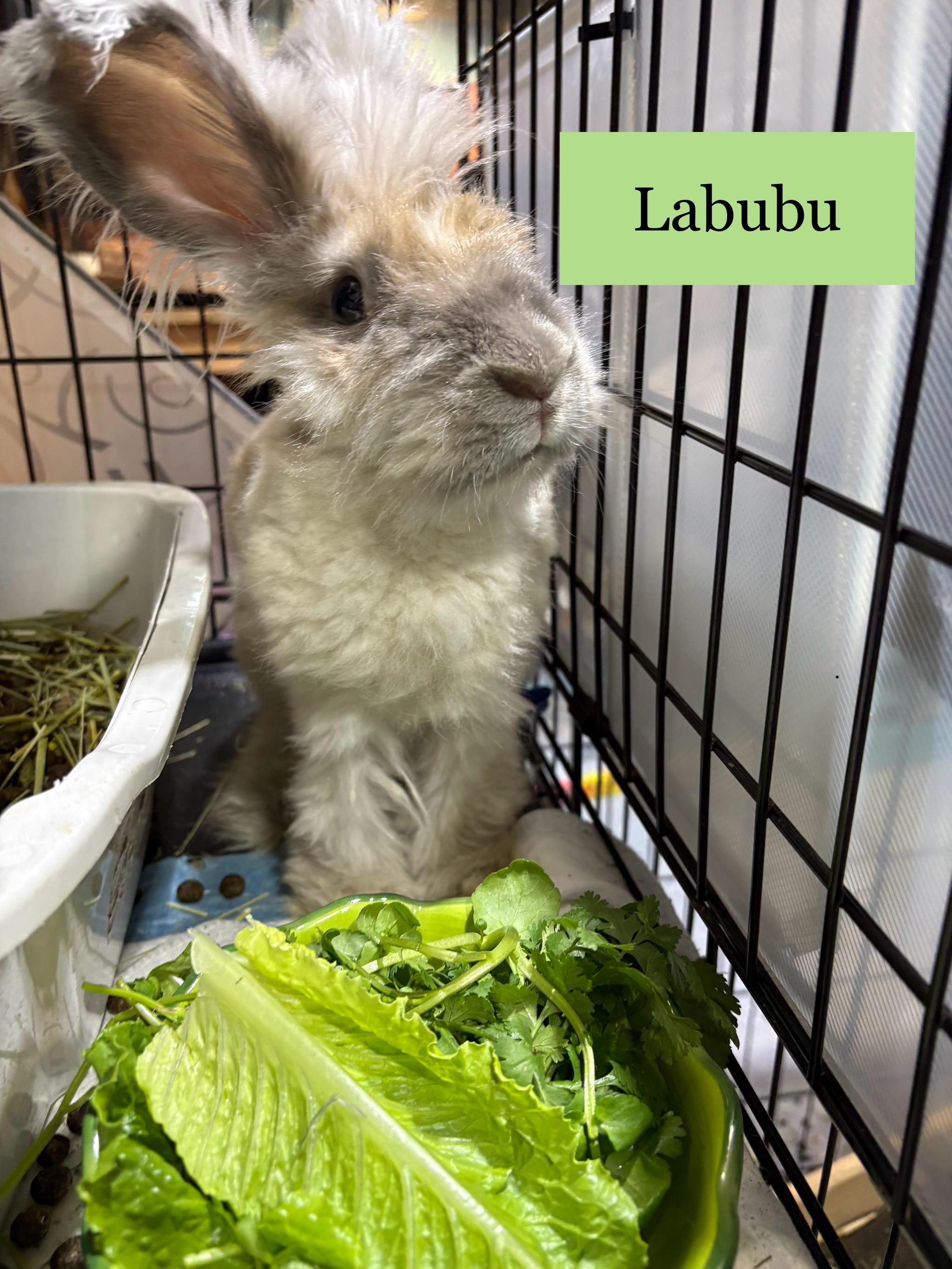 Labubu, ADOPTABLE, Senior Female Angora Rabbit.