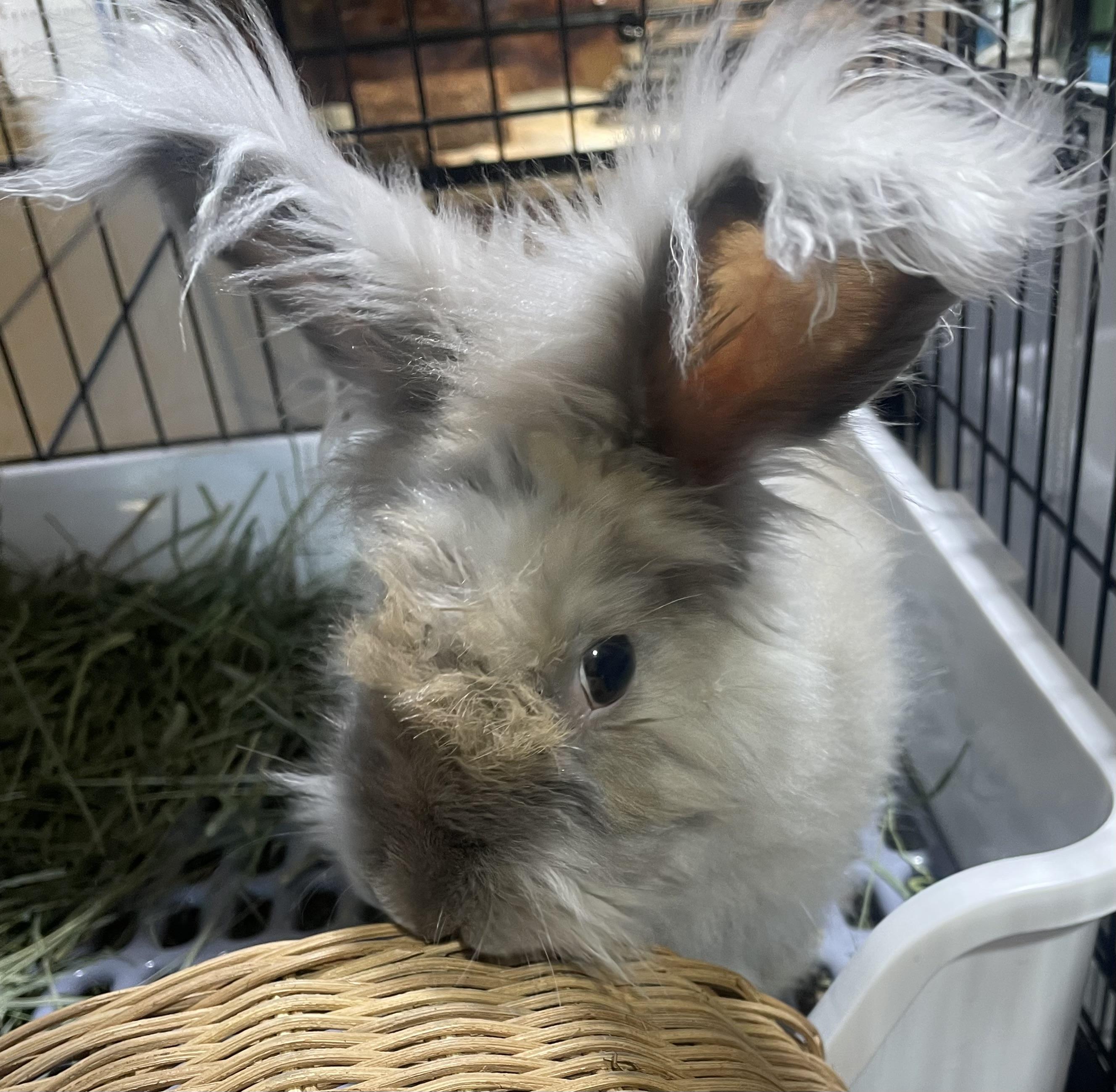 Enlarge Labubu, a ADOPTABLE Angora Rabbit in Howell, NJ image 2/3
