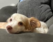 Enlarge Guero, a Adoptable mixed breed in Heiskell, TN image 3/5