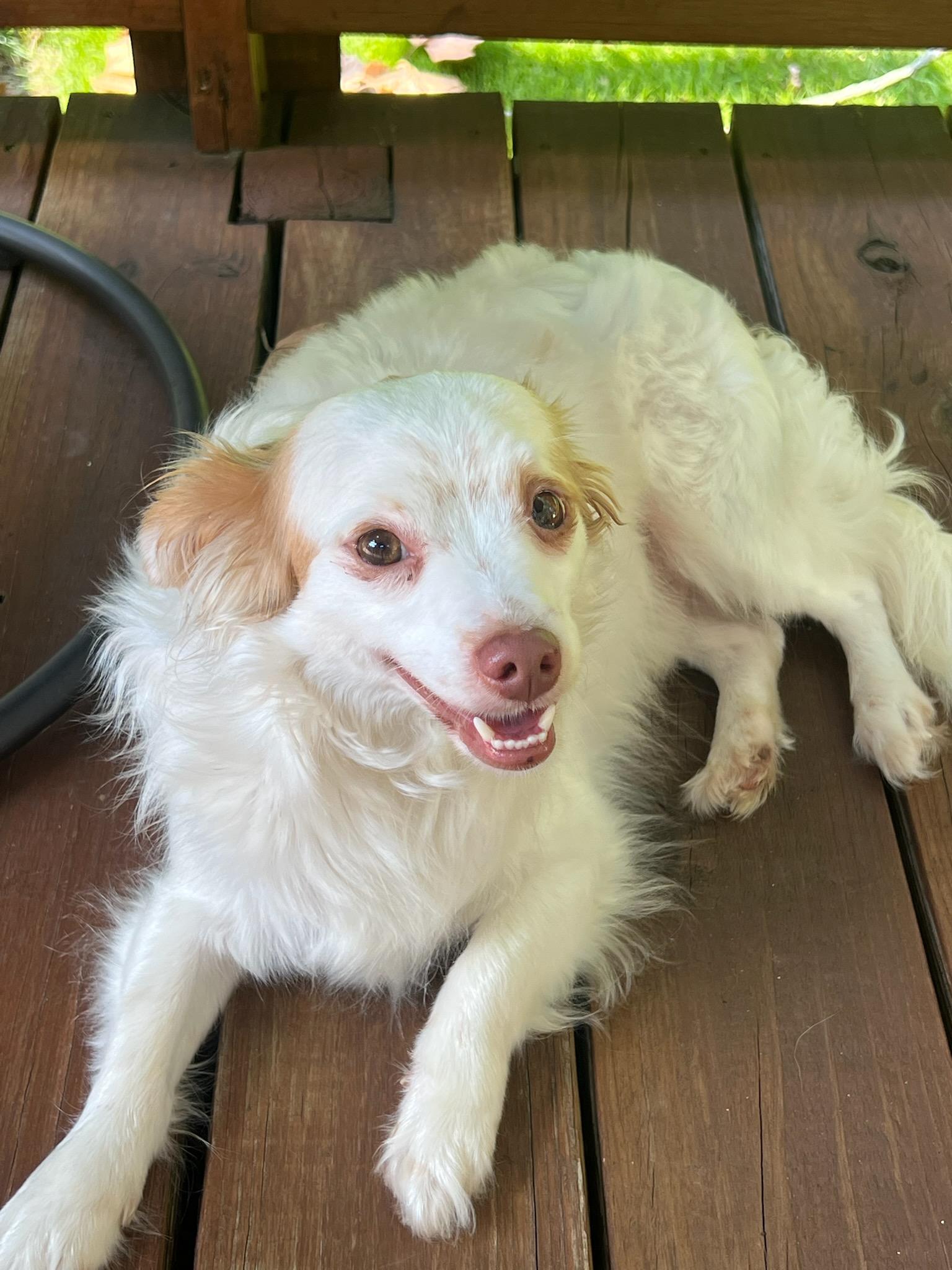 Enlarge Guero, a Adoptable mixed breed in Heiskell, TN image 1/5