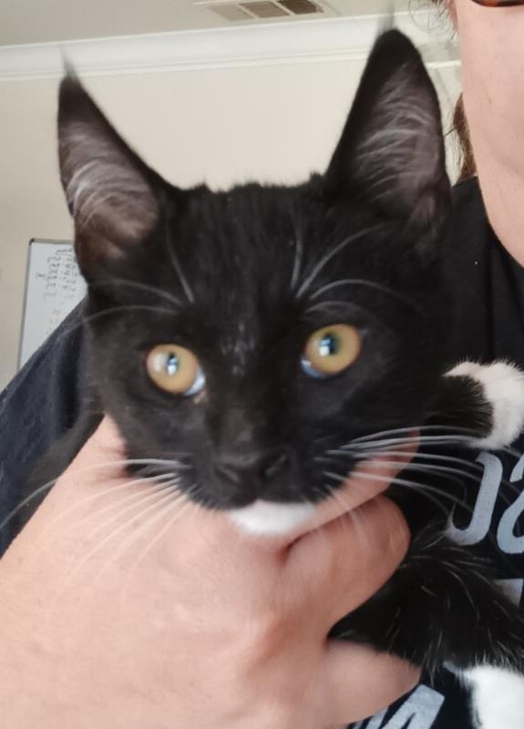 Minerva, Adoptable, Kitten Female Domestic Short Hair.