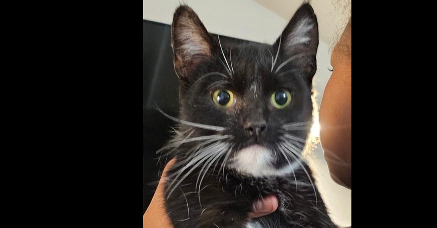 Enlarge Minerva, a Adoptable Domestic Short Hair in Manteca, CA image 2/2