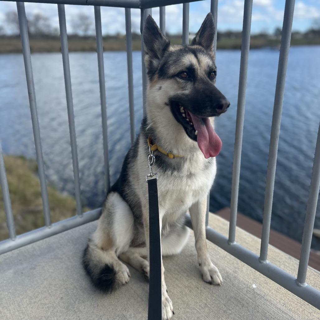 Alicia Keys, an adopted German Shepherd Dog in Waco, TX image 4/6