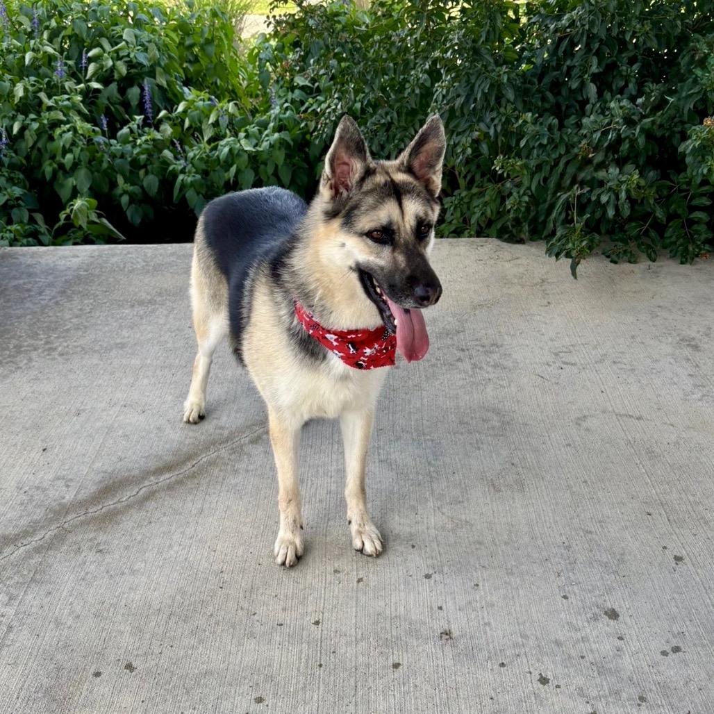 Alicia Keys, an adopted German Shepherd Dog in Waco, TX image 3/6