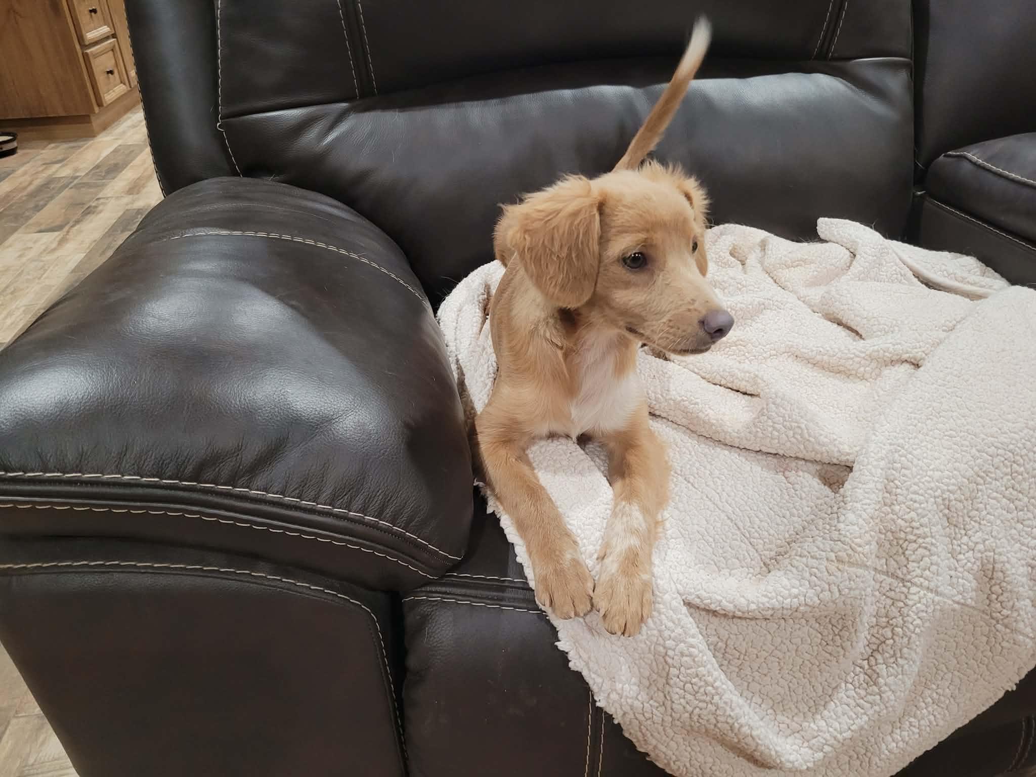 Enlarge Teddy, a ADOPTABLE mixed breed in New River, AZ image 3/5
