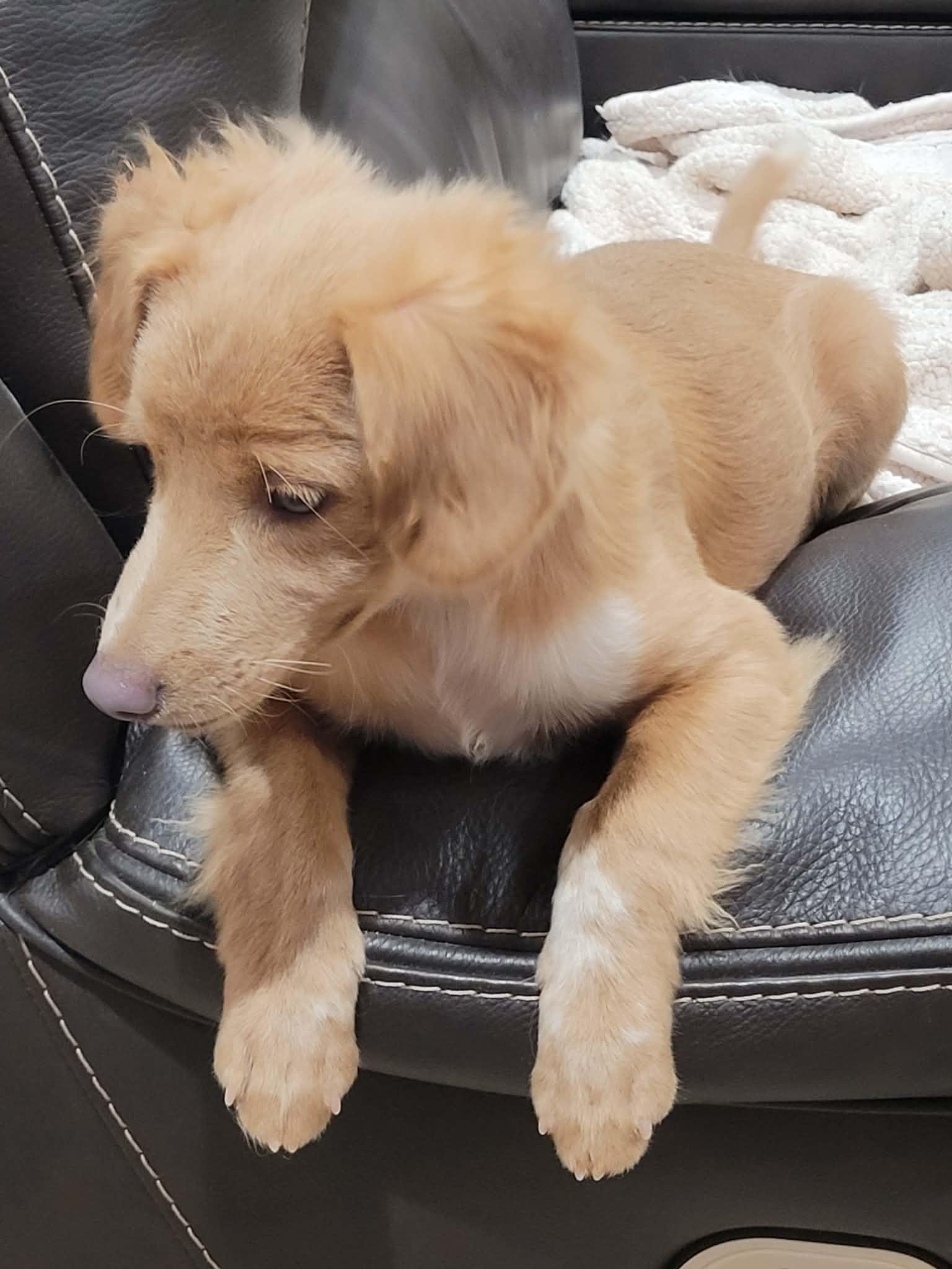 Enlarge Teddy, a ADOPTABLE mixed breed in New River, AZ image 5/5
