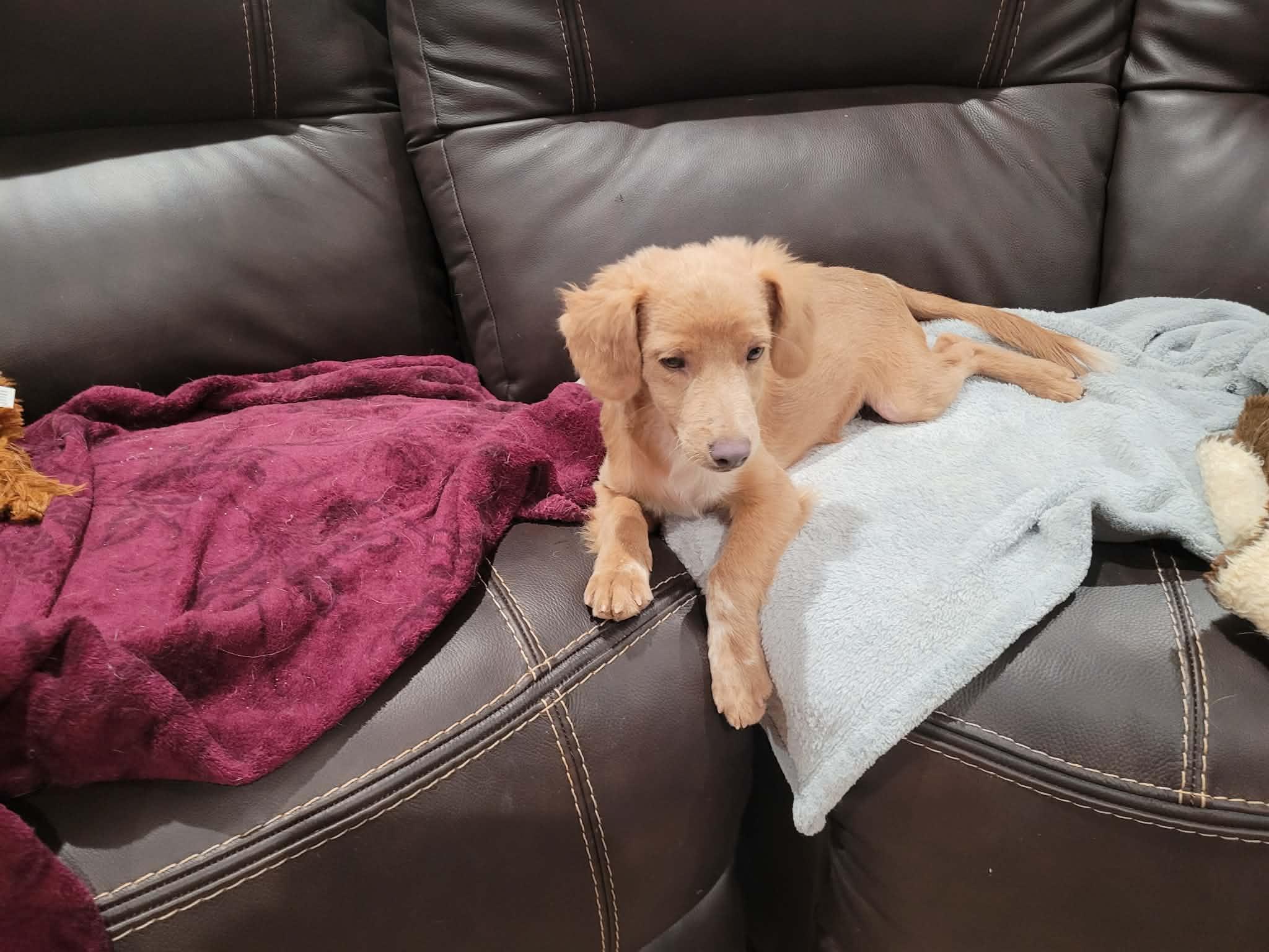 Enlarge Teddy, a ADOPTABLE mixed breed in New River, AZ image 2/5