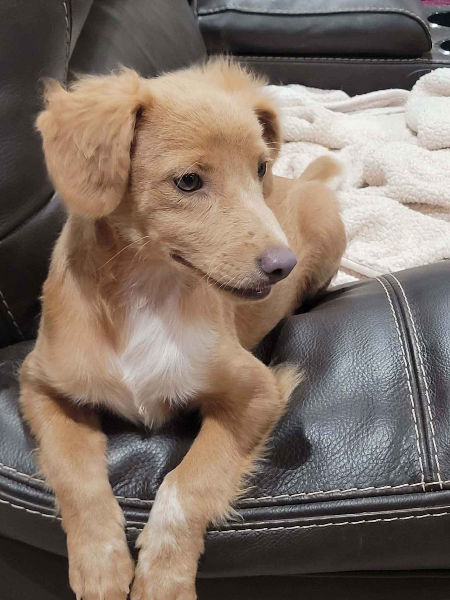 Enlarge Teddy, a ADOPTABLE mixed breed in New River, AZ image 4/5