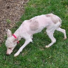 Godiva, Adoptable, Adult Female Poodle.