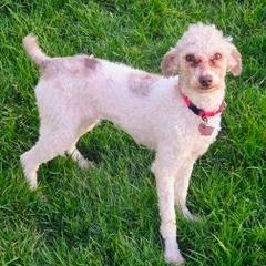 Godiva, Adoptable, Adult Female Poodle.