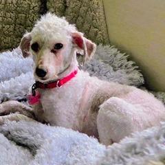 Enlarge Godiva, a Adoptable Poodle in Delaware, OH image 2/5