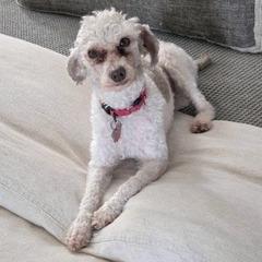 Enlarge Godiva, a Adoptable Miniature Poodle in Delaware, OH image 2/6