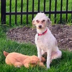 Enlarge Godiva, a Adoptable Miniature Poodle in Delaware, OH image 3/6