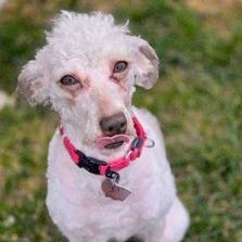 Enlarge Godiva, a Adoptable Poodle in Delaware, OH image 3/5