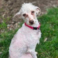 Enlarge Godiva, a Adoptable Poodle in Delaware, OH image 4/5