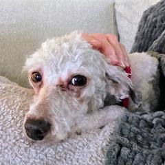Enlarge Godiva, a Adoptable Poodle in Delaware, OH image 5/5