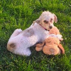 Enlarge Godiva, a Adoptable Miniature Poodle in Delaware, OH image 6/6