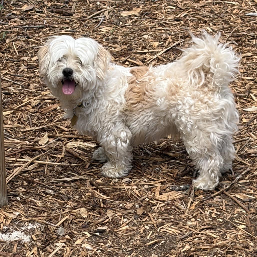 Enlarge Kobe, a Adoptable mixed breed in Wimberley, TX image 1/6