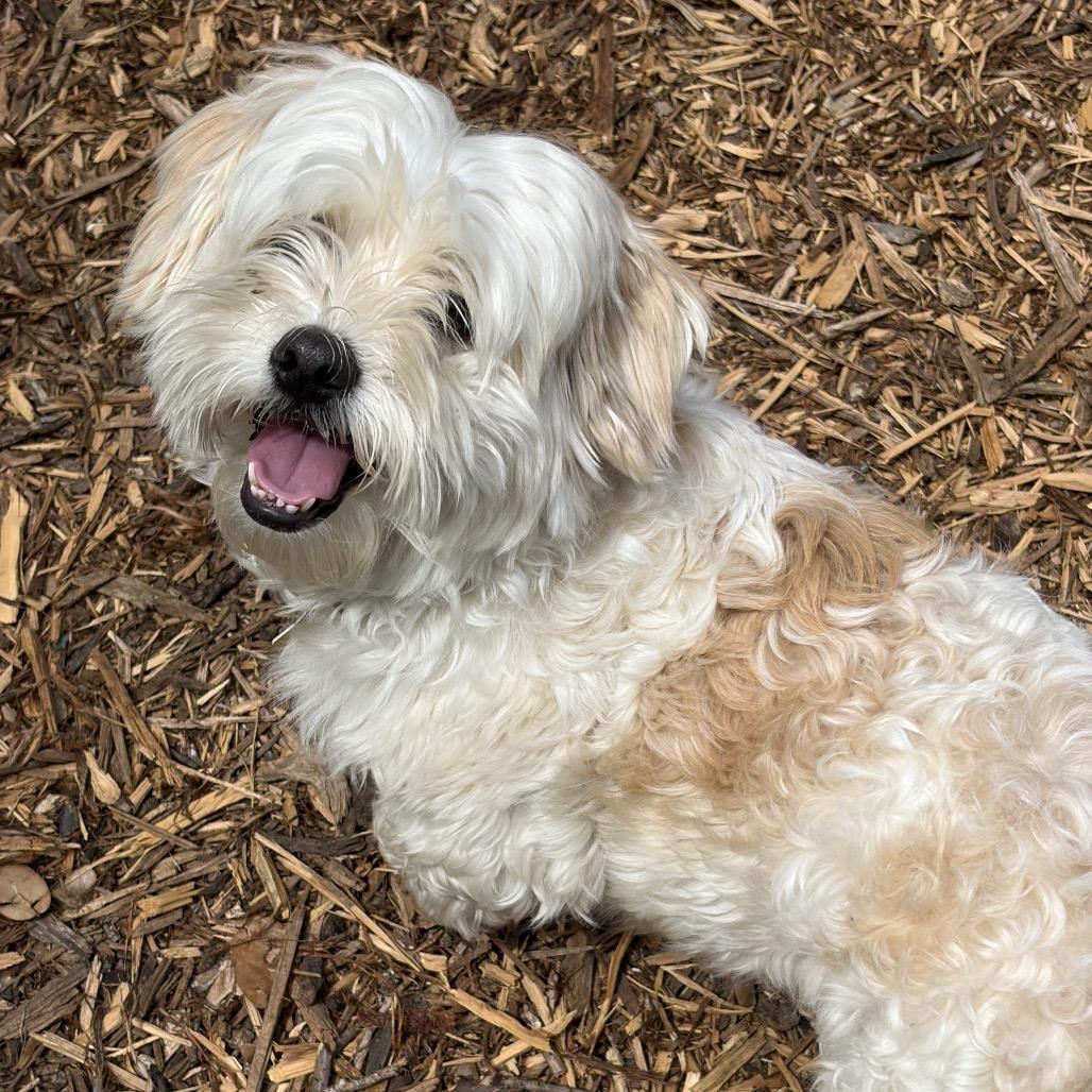 Enlarge Kobe, a Adoptable mixed breed in Wimberley, TX image 2/6