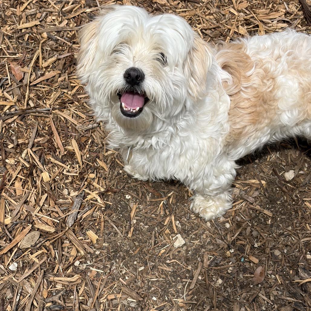 Enlarge Kobe, a Adoptable mixed breed in Wimberley, TX image 4/6