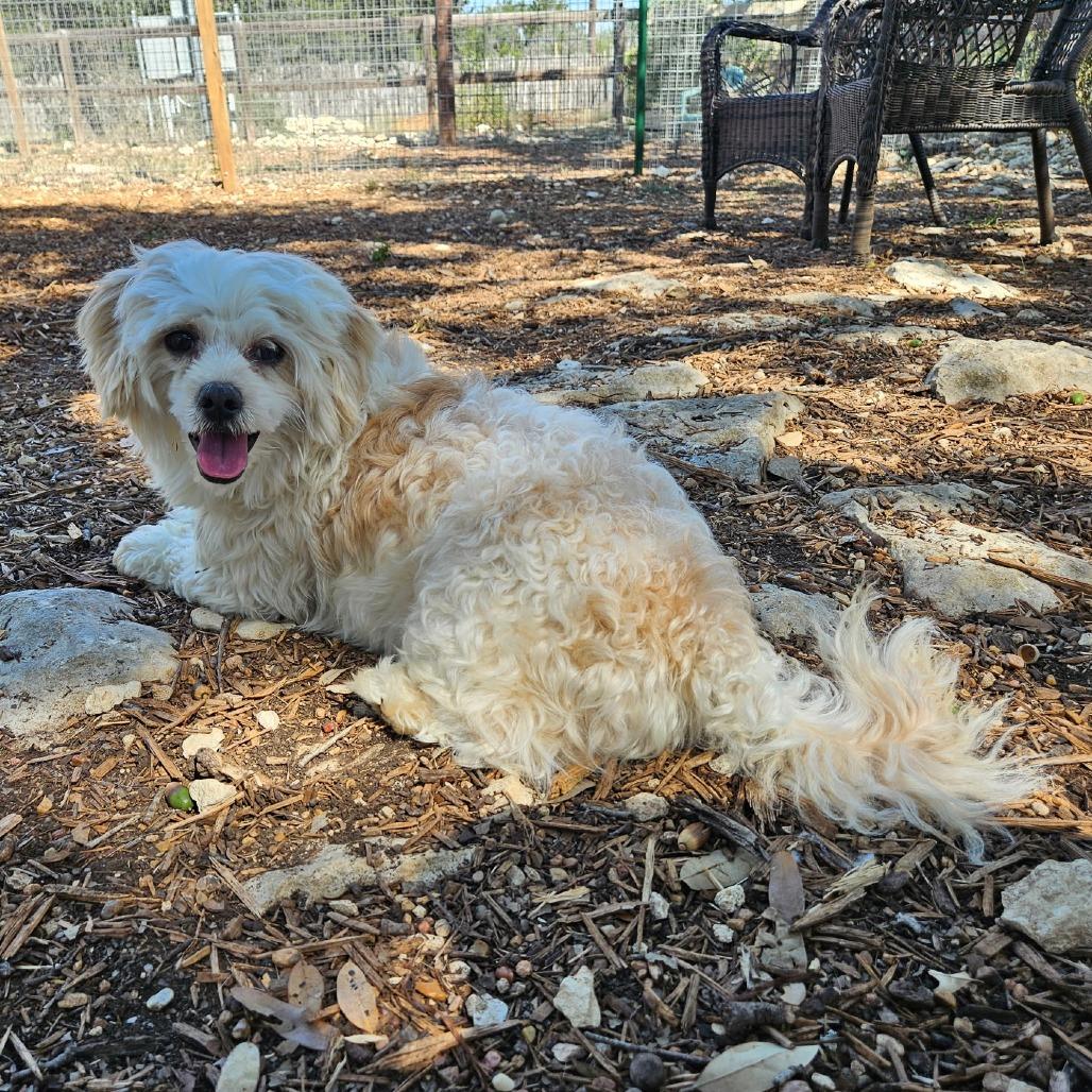 Enlarge Kobe, a Adoptable mixed breed in Wimberley, TX image 5/6