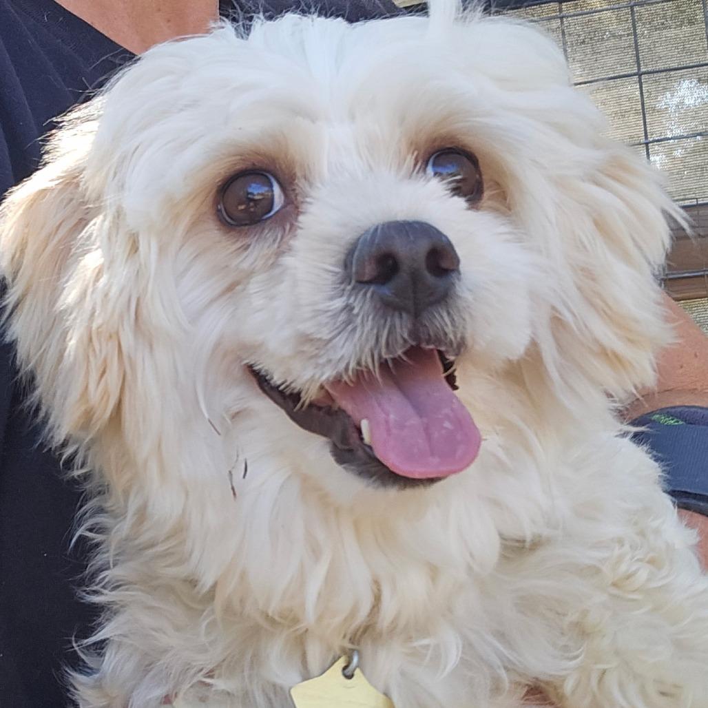 Enlarge Kobe, a Adoptable mixed breed in Wimberley, TX image 6/6