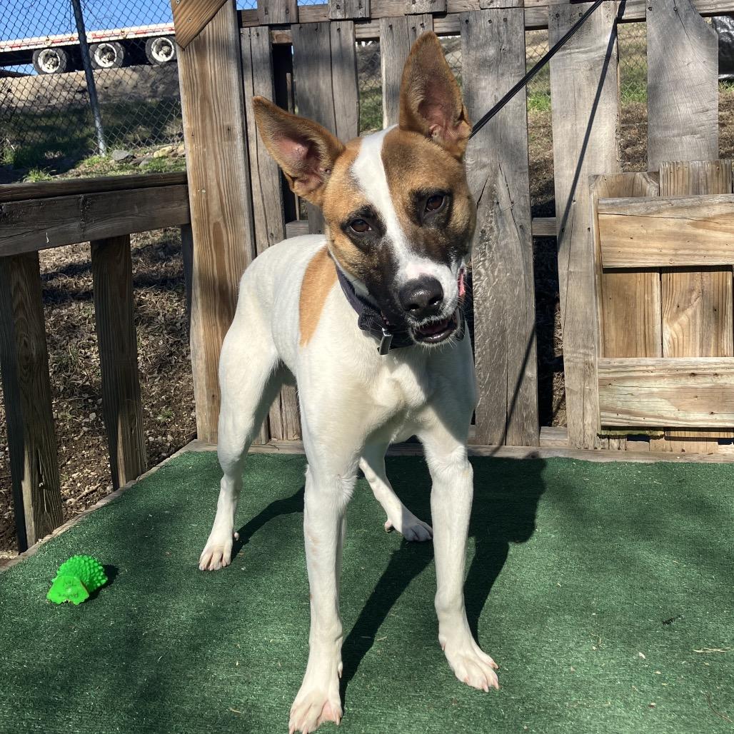 Turbo, Adoptable, Young Male Basenji & Mixed Breed.