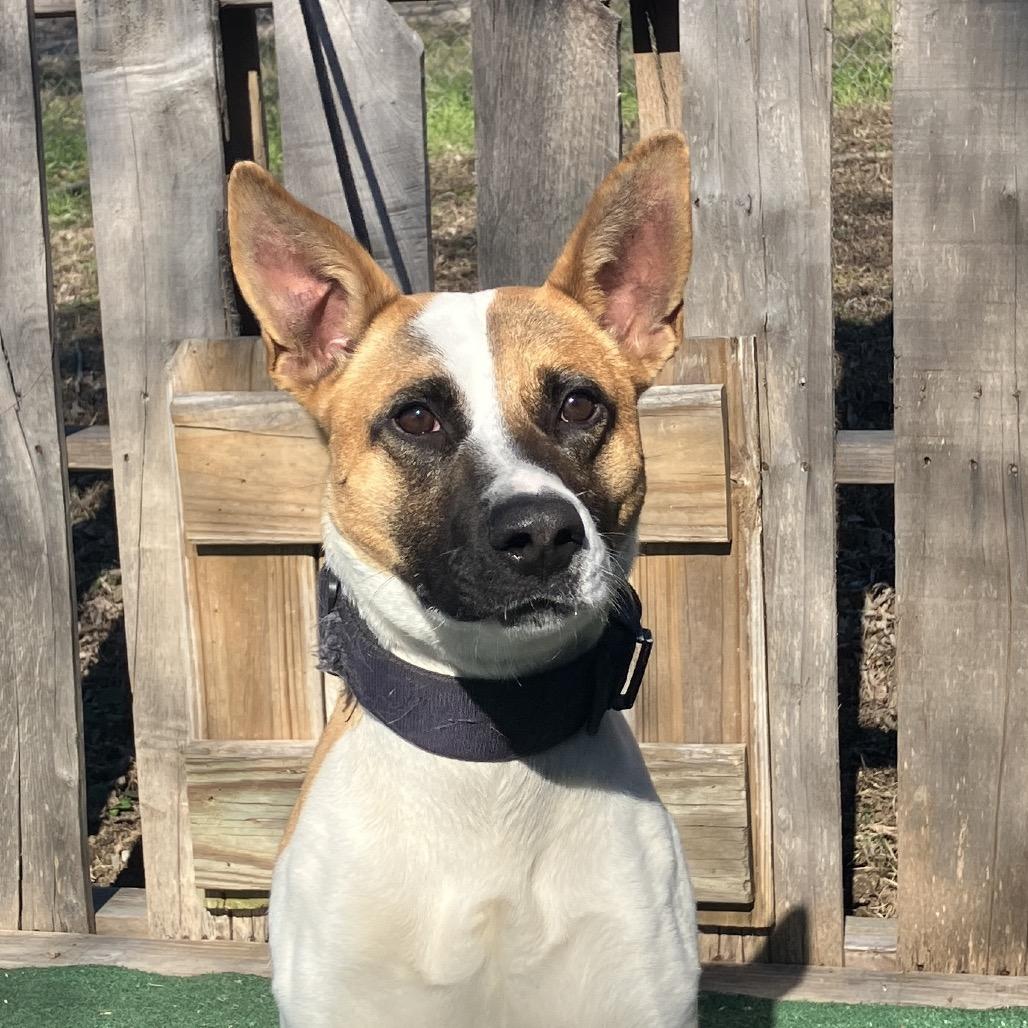 Enlarge Turbo, a Adoptable mixed breed in Pulaski, TN image 3/4