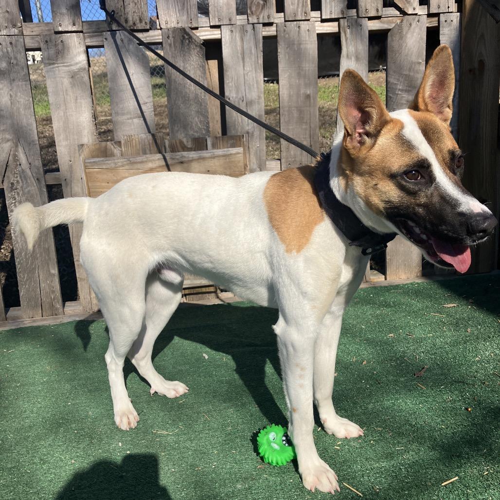 Enlarge Turbo, a Adoptable mixed breed in Pulaski, TN image 4/4
