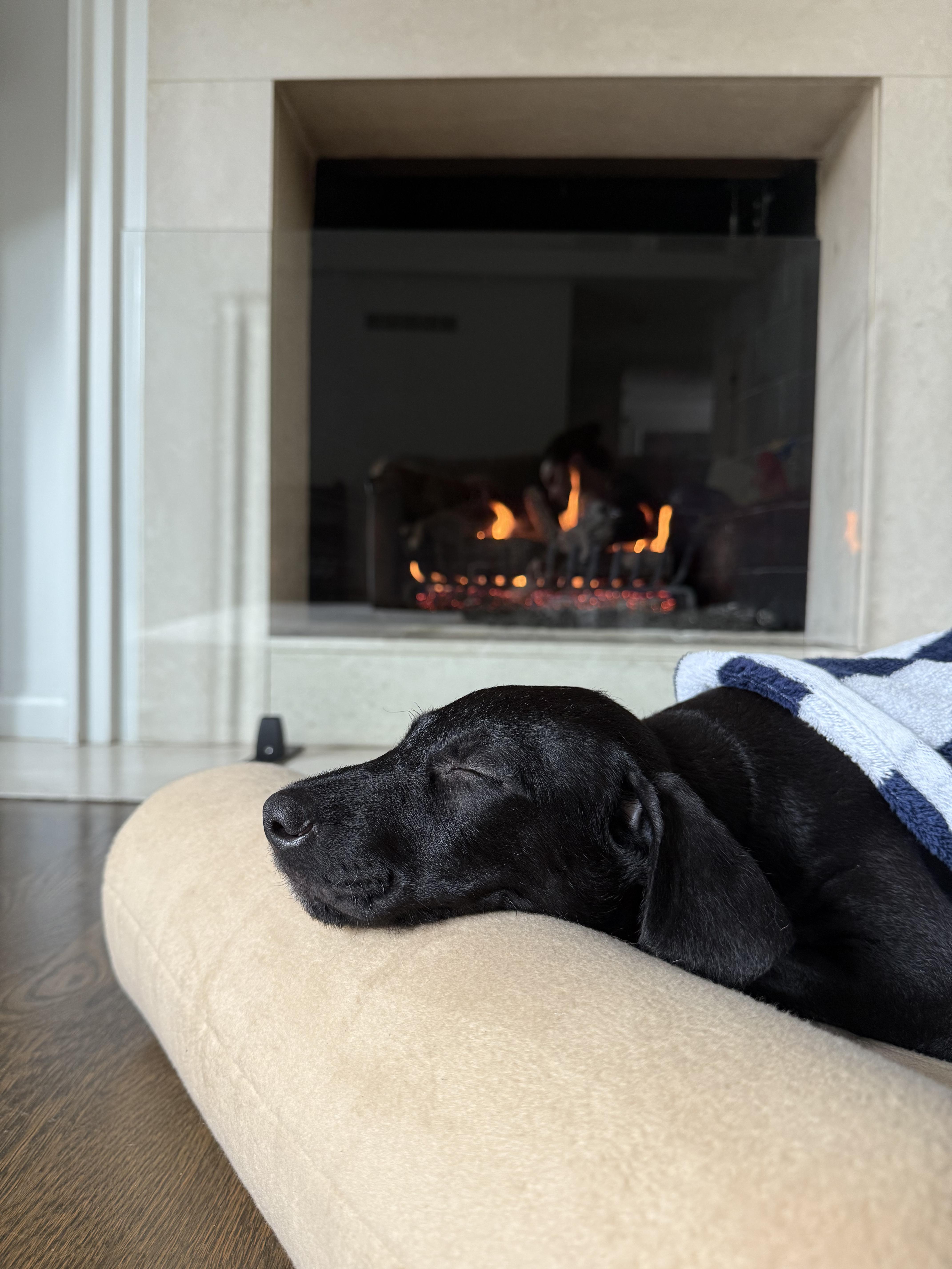 Biscuit, a Adopted Labradoodle in Bloomfield Hills, MI image 1/2