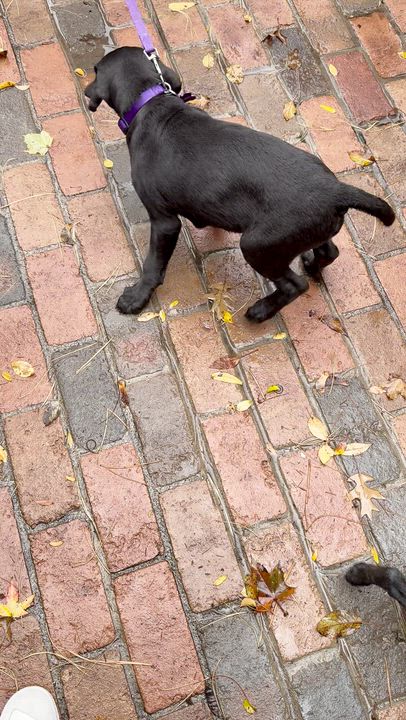 Enlarge Biscuit, a Adopted Labradoodle in Bloomfield Hills, MI video 2/2