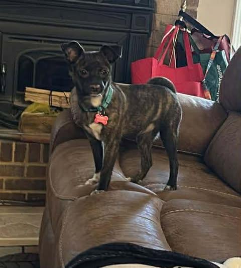 Enlarge Jollie, an adopted mixed breed in Charlotte, NC image 4/5