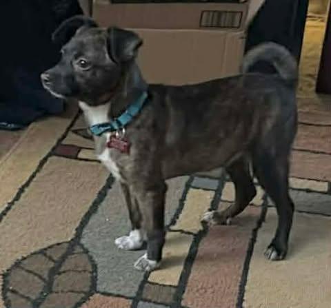 Enlarge Jollie, an adopted mixed breed in Charlotte, NC image 5/5