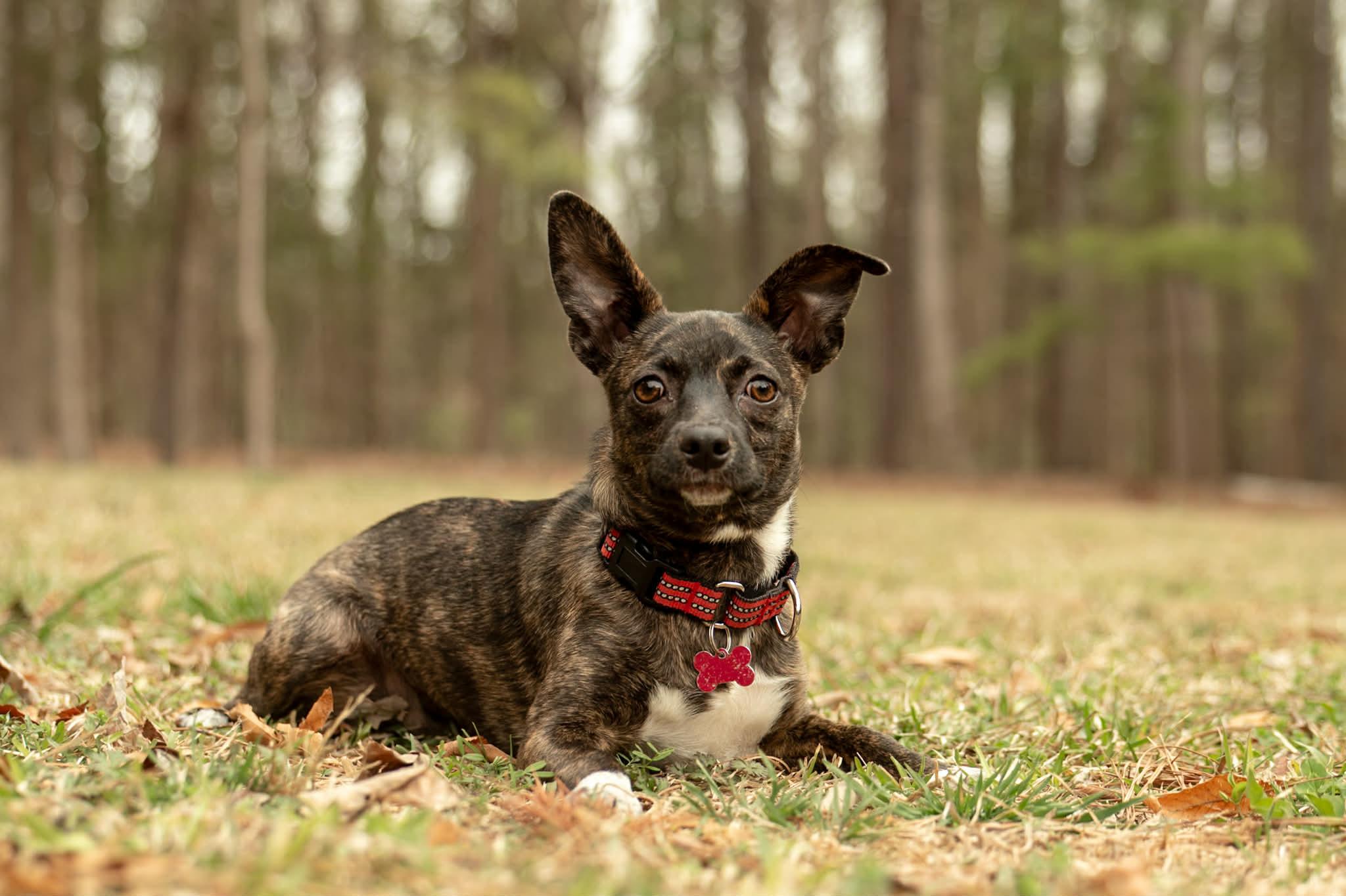 Jollie, ADOPTABLE, Puppy Female Rat Terrier & Chihuahua.