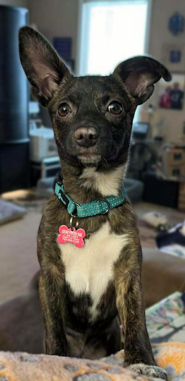 Enlarge Jollie, an adopted mixed breed in Charlotte, NC image 3/5