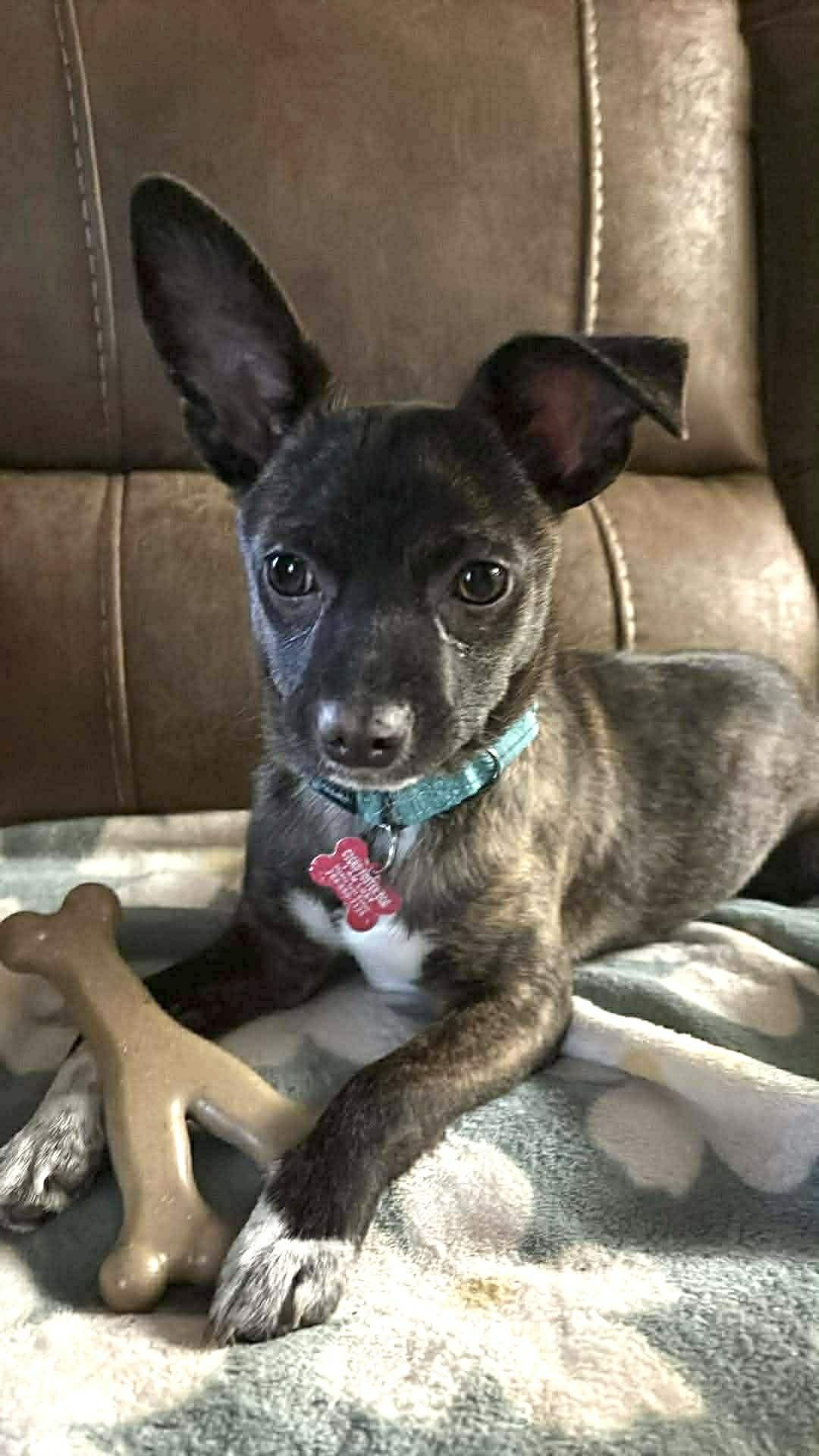 Jollie, ADOPTABLE, Puppy Female Rat Terrier & Chihuahua.