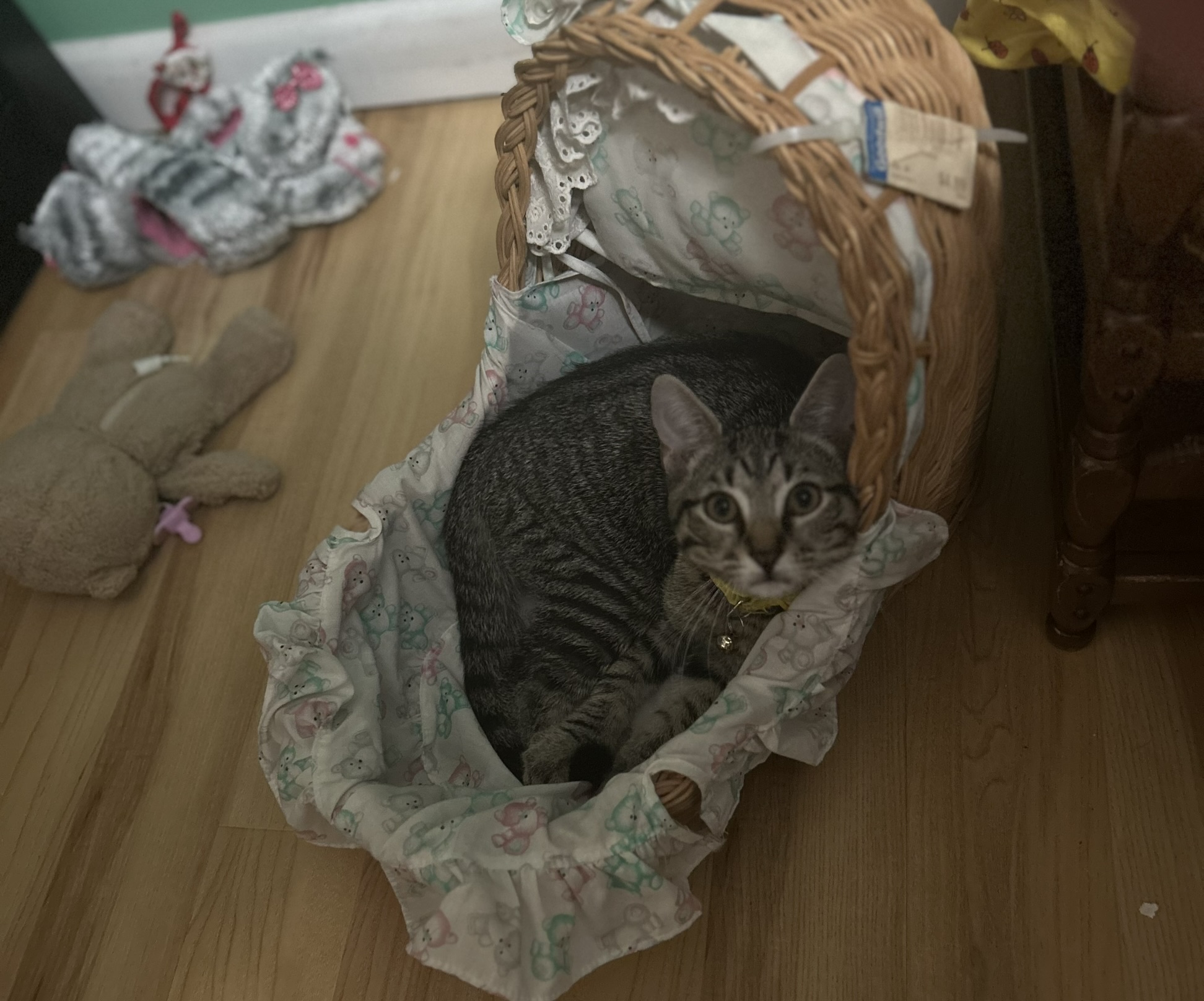 Winston, a Adopted Tabby in Westville, NJ image 3/6