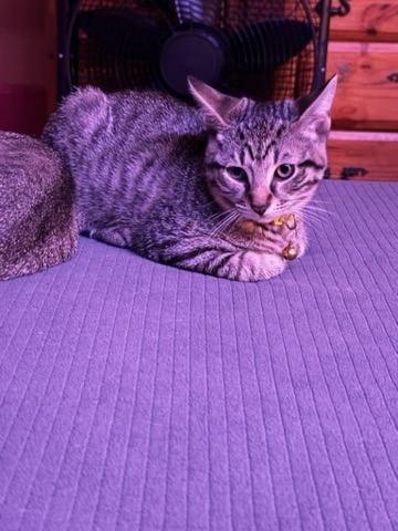 Winston, a Adopted Tabby in Westville, NJ image 4/6