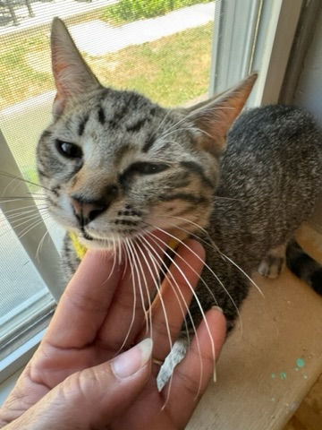 Winston, a Adopted Tabby in Westville, NJ image 2/6