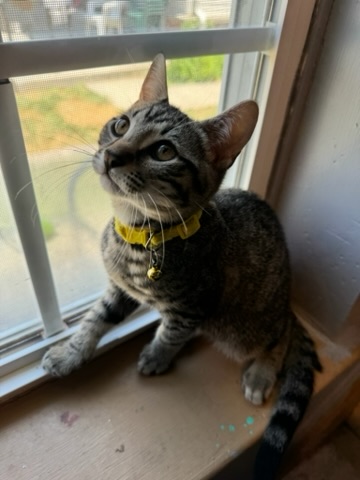 Winston, Adopted, Young Male Tabby.