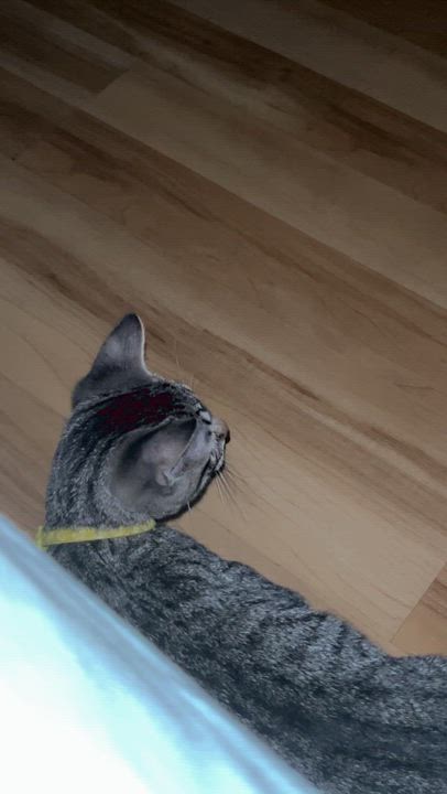 Enlarge Winston, a Adopted Tabby in Westville, NJ video 6/6