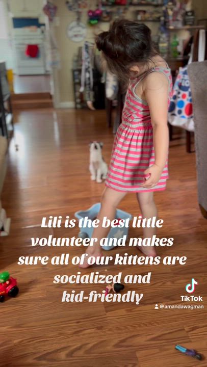 Enlarge Winston, a Adopted Tabby in Westville, NJ video 5/6