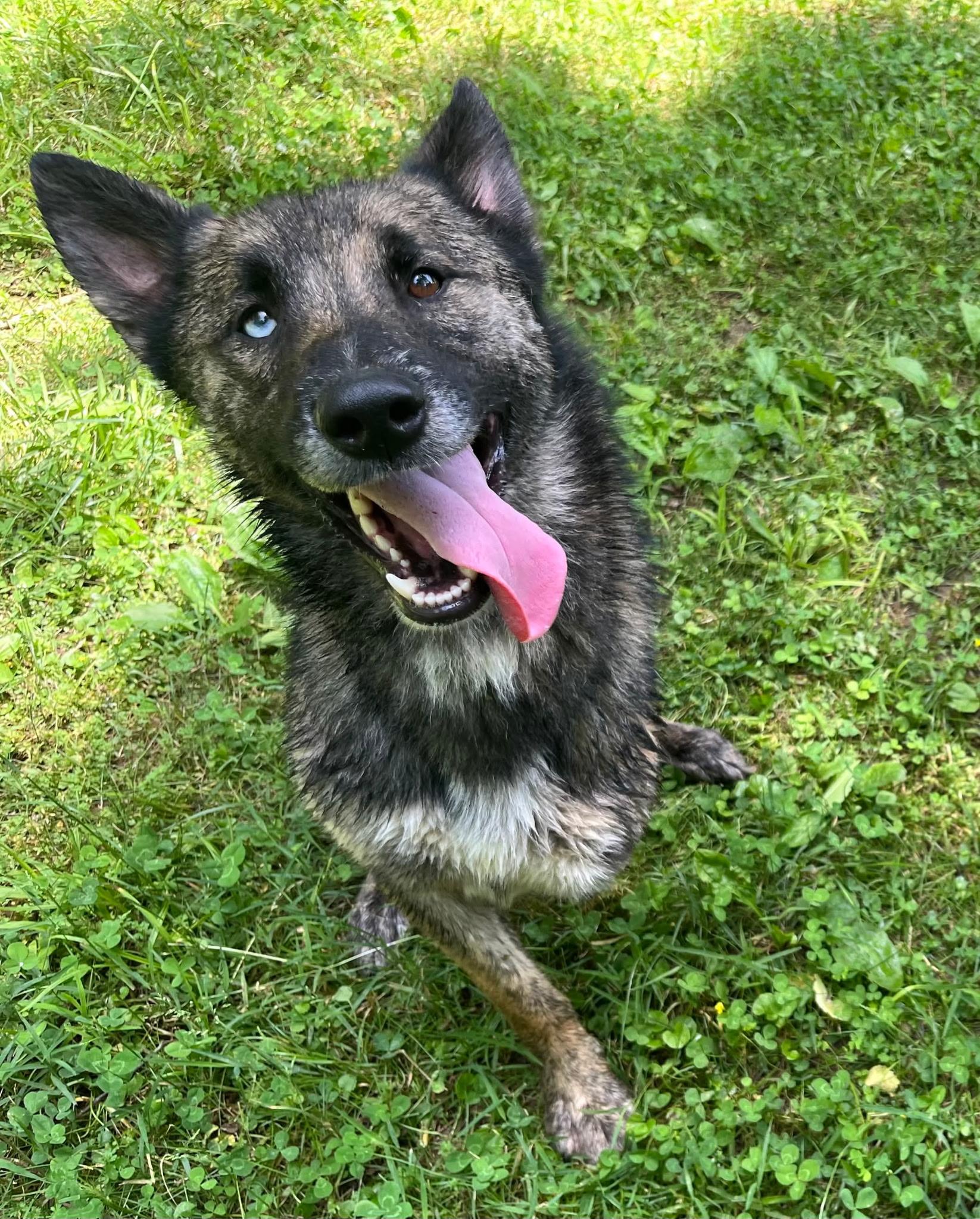 Enlarge Tank, a ADOPTABLE mixed breed in Spring hill, TN image 2/4