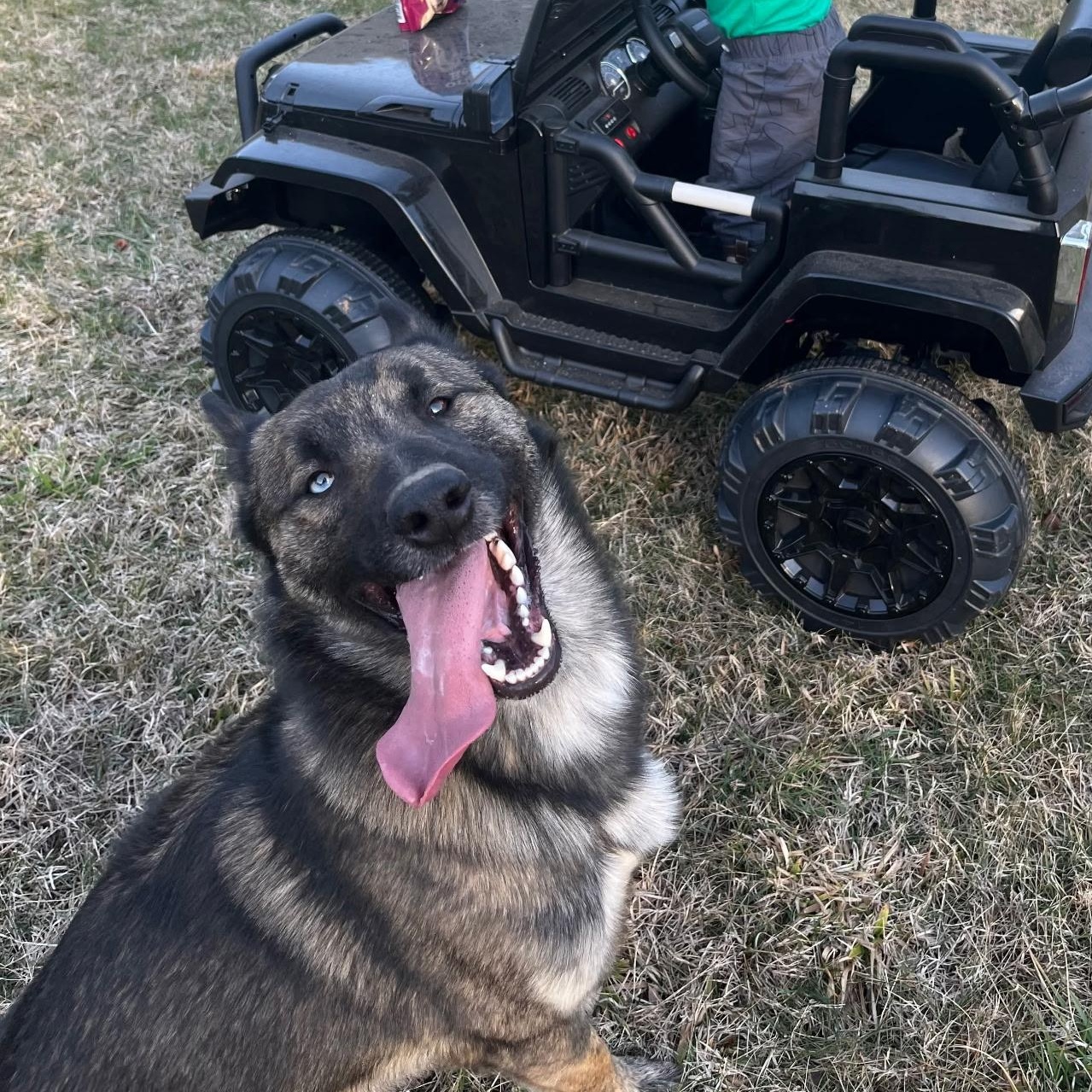 Tank, ADOPTABLE, Adult Male Belgian Shepherd / Malinois & Australian Shepherd.
