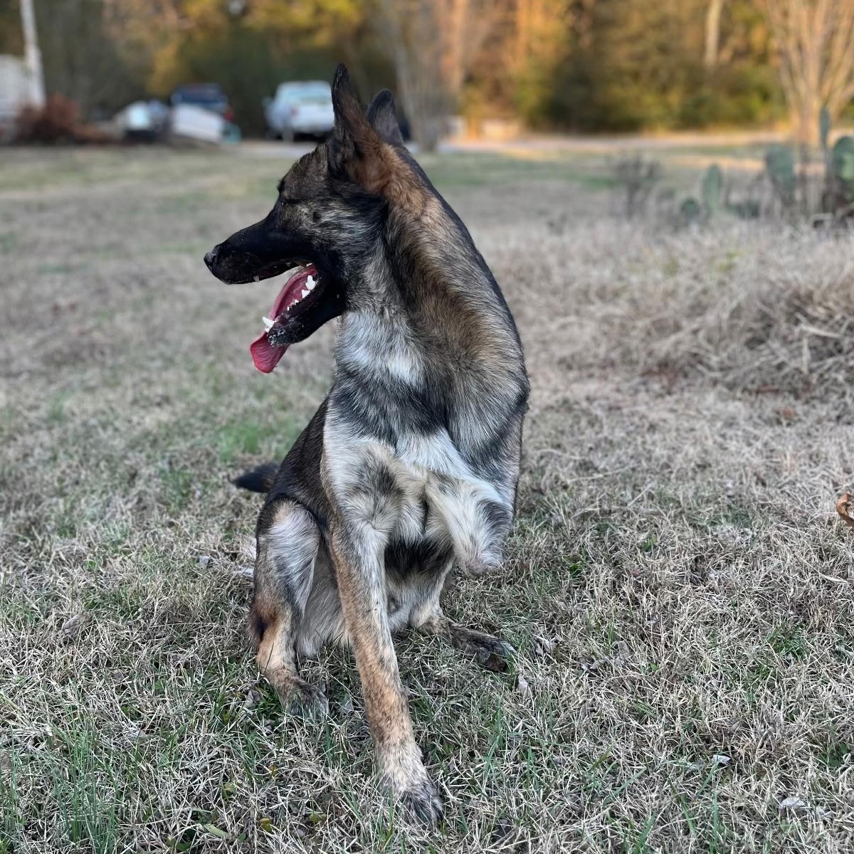 Enlarge Tank, a ADOPTABLE mixed breed in Spring hill, TN image 4/4