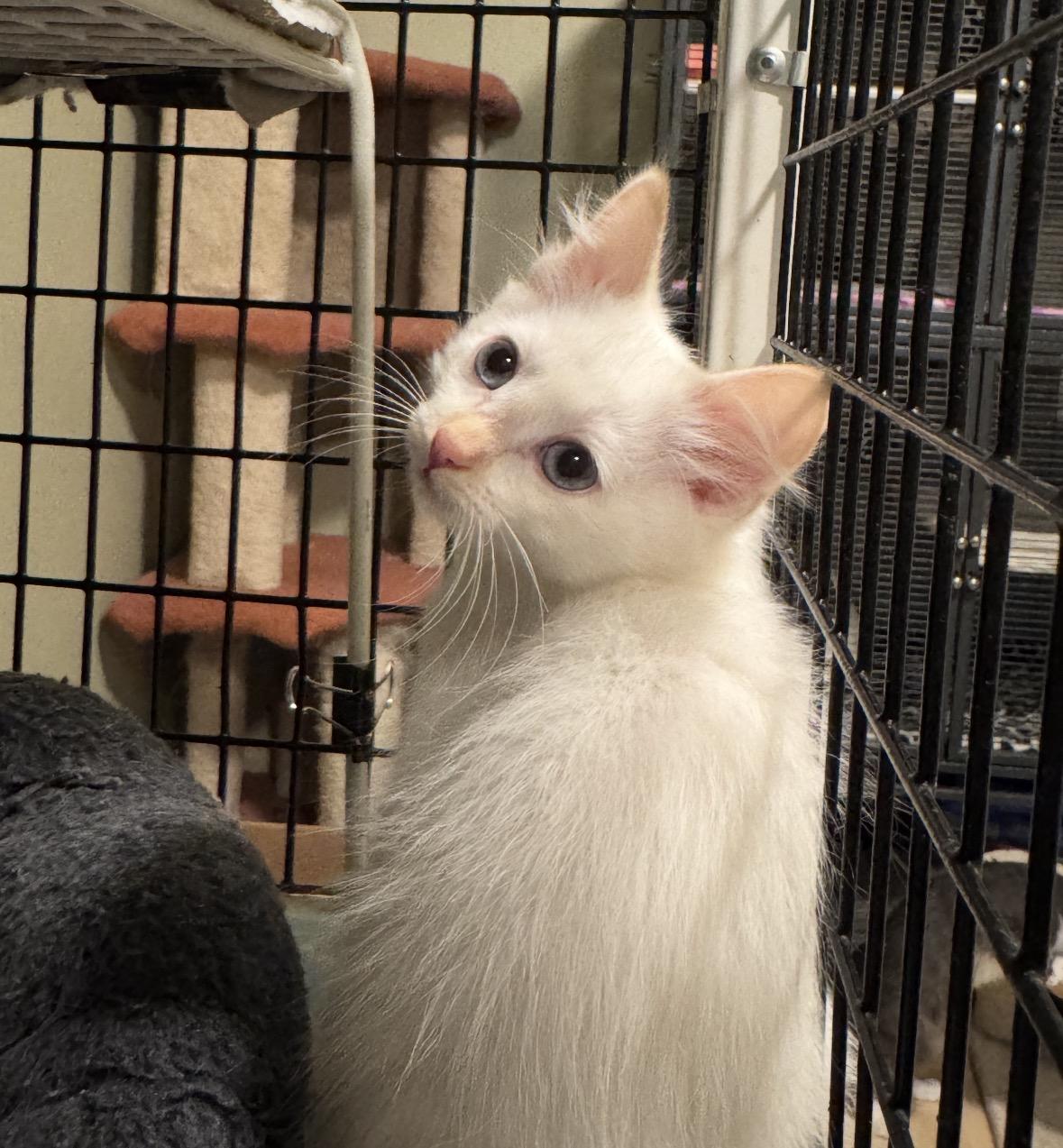 Ashes, Adoptable, Kitten Female Siamese.