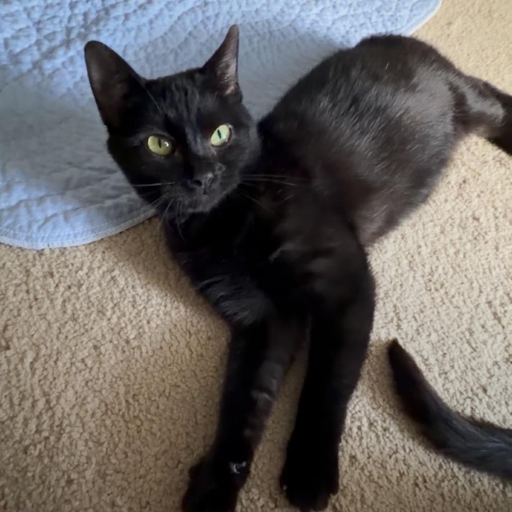 Helen bonded with Keller, Adoptable, Young Female Domestic Short Hair.