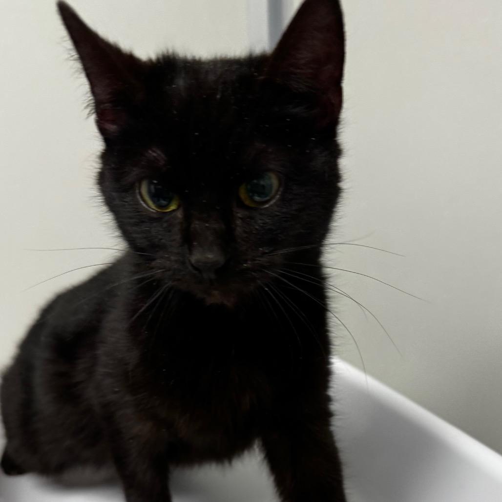 Enlarge Helen bonded with Keller, a Adoptable Domestic Short Hair in Mooresville, NC image 2/6