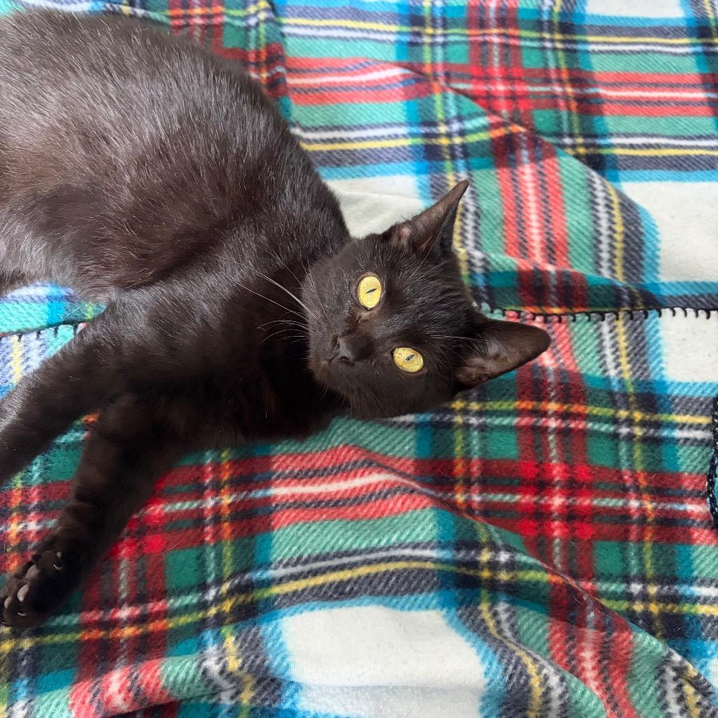 Enlarge Helen bonded with Keller, a Adoptable Domestic Short Hair in Mooresville, NC image 3/6